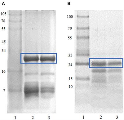 Biosynthesis of a Novel Antibacterial Dipeptide, Using Proteases From South American Native Fruits, Useful as a Food Preservative